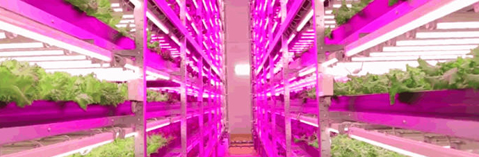 نور مصنوعی مخصوص رشد گیاه